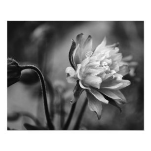 Impression Photo Fleur de Columbine en noir et blanc