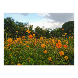 Impression Photo Fleur de cosmos de soufre jaune