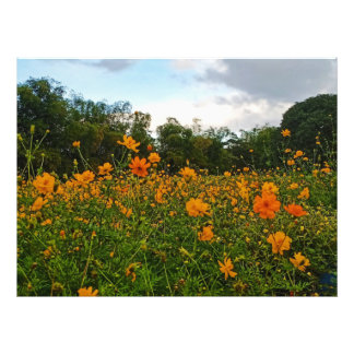 Impression Photo Fleur de cosmos de soufre jaune