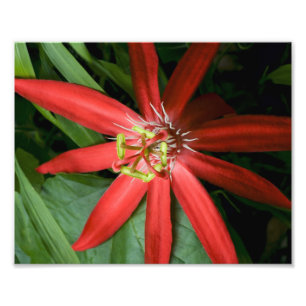 Impression Photo Fleur de la passion rouge