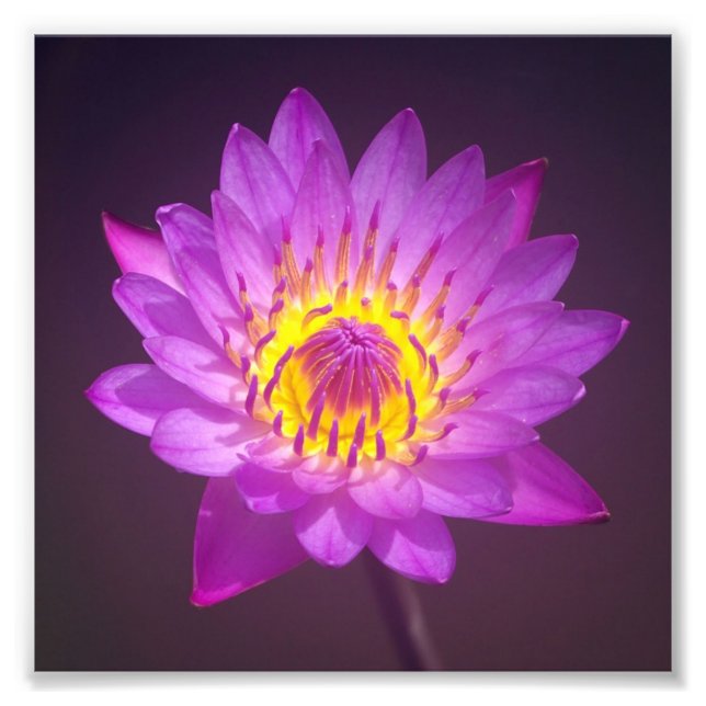 Impression Photo Fleur de Lotus pourpre (Devant)