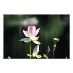 Impression Photo Fleur de lotus rose et blanc
