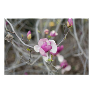 Impression Photo Fleur de Magnolia rose