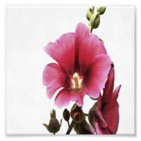 Fleur de Malva rose paradisiaque