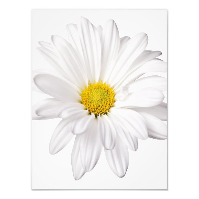 Impression Photo Fleur de marguerite blanche Arrière - plan de marg (Devant)