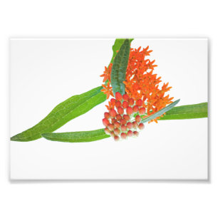 Impression Photo Fleur de Milkweed papillon blanc