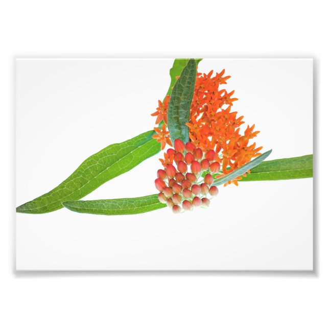 Impression Photo Fleur de Milkweed papillon blanc (Devant)