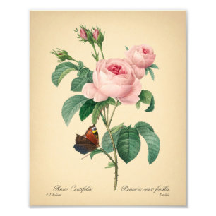 Impression Photo Fleur de papillon rose Rose Vintage par Redoute Ar
