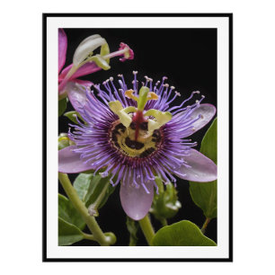 Impression Photo Fleur de pâte violette,