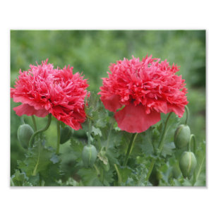 Impression Photo Fleur de Poppy Peony en fleurs