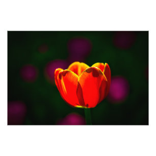 Impression Photo Fleur de tulipe rouge
