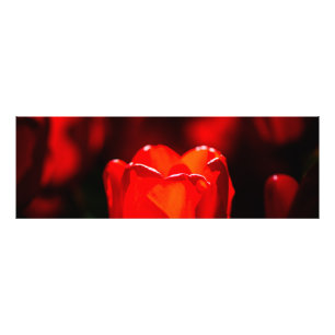 Impression Photo Fleur de tulipe rouge - Feu