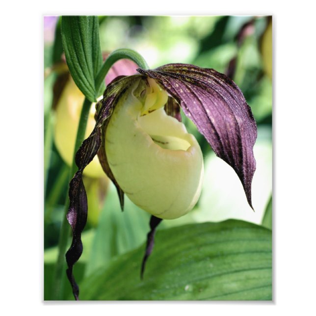 Impression Photo Fleur d'orchidée blanche (Devant)