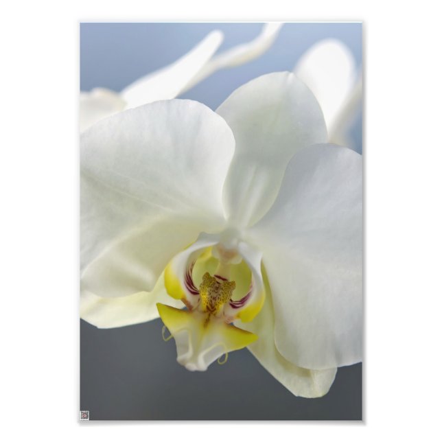 Impression Photo Fleur d'orchidée blanche (Devant)