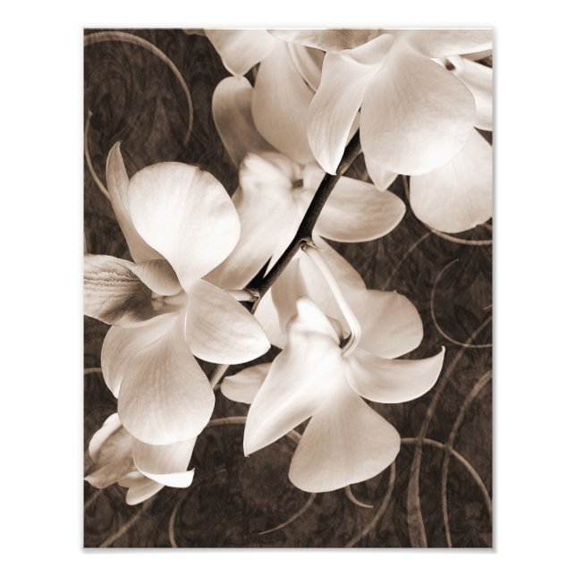Impression Photo Fleur d'orchidée blanche Sepia Black Arrière - pla (Devant)