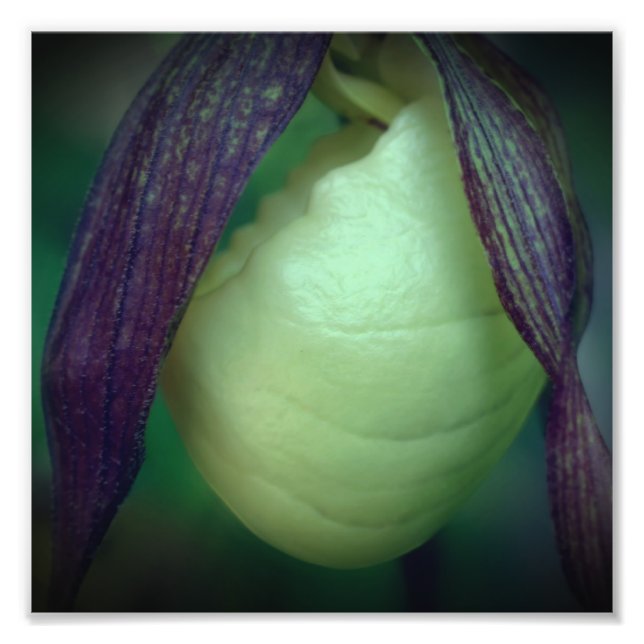 Impression Photo Fleur d'orchidée blanche unique 8x8 (Devant)