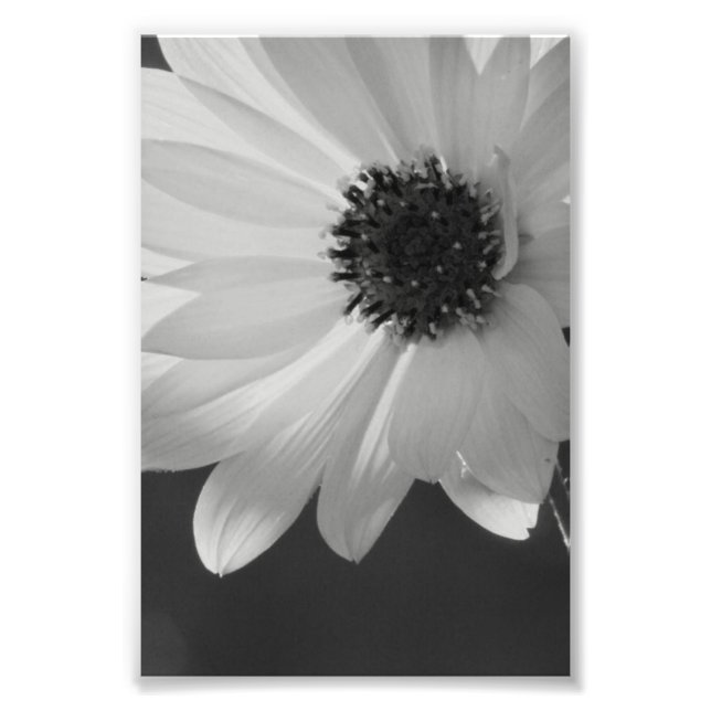 Impression Photo Fleur en B/W (Devant)