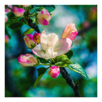 Fleur et bourgeons de pommier sauvage