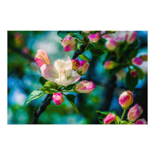 Impression Photo Fleur et bourgeons de pommier sauvage