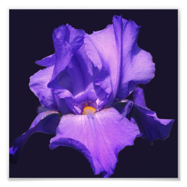 Impression Photo Fleur Iris Pourpre Portée 8x8 (Devant)