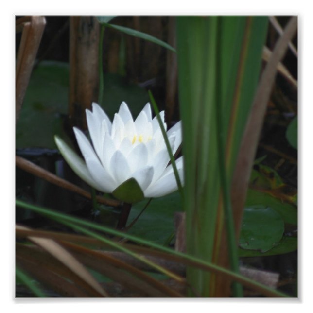 Impression Photo Fleur Lily Lotus Water 8x8 (Devant)
