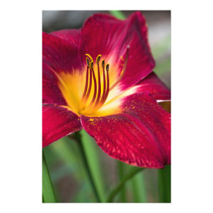 Impression Photo Fleur Lily rouge
