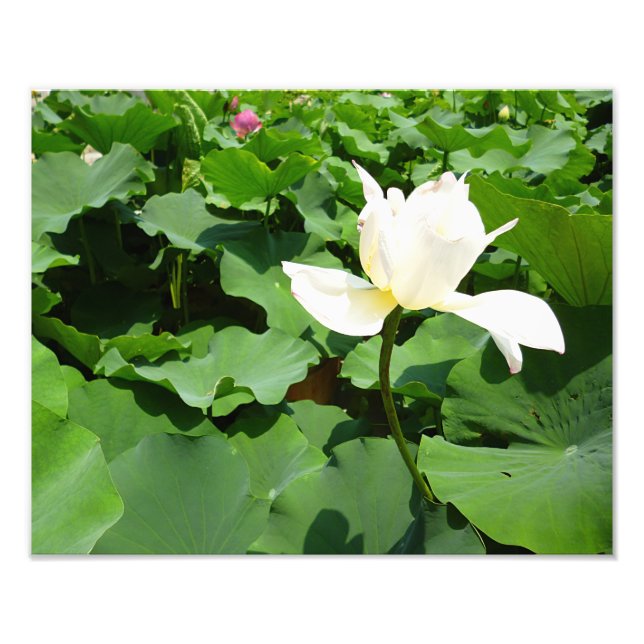 Impression Photo Fleur Lotus blanche (Devant)