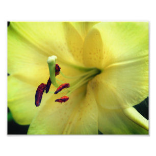 Impression Photo Fleur Lys Jaune près 8x10