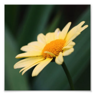 Impression Photo Fleur marguerite jaune Fermer 8x8