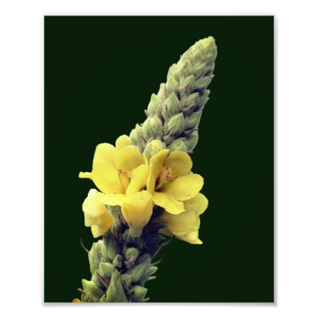 Impression Photo Fleur Mullein Jaune Fluide 8x10 (Devant)