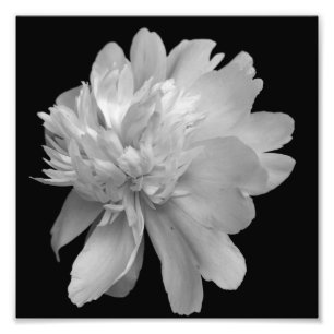 Impression Photo Fleur Peine En Fleur Noir Et Blanc 8x8
