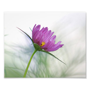 Impression Photo Fleur pourpre de cosmos