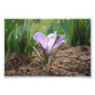 Impression Photo Fleur pourpre rose de Vernus de crocus