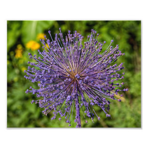 Impression Photo Fleur pourpre Spike