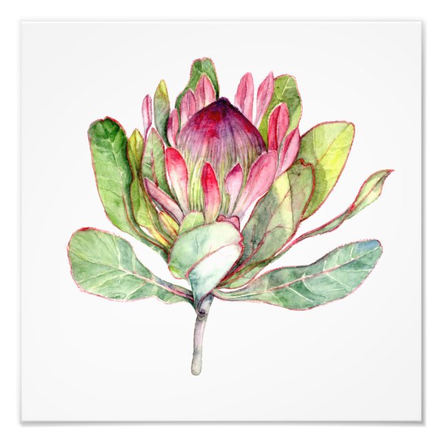 Impression Photo Fleur Protea (Devant)