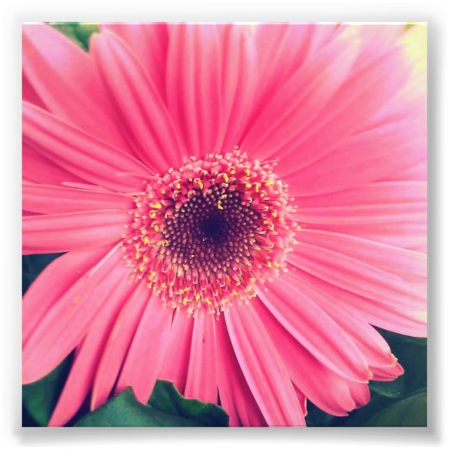 Impression Photo Fleur rose (Devant)