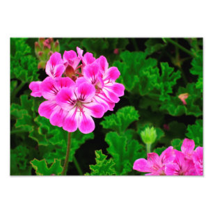Impression Photo Fleur rose -