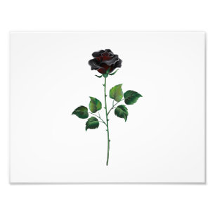 Impression Photo Fleur rose noire
