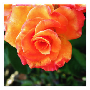 Impression Photo Fleur rose orange