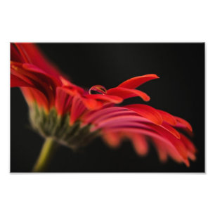 Impression Photo Fleur rouge Gerbera
