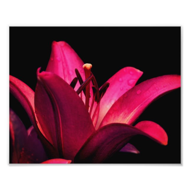 Impression Photo Fleur rouge Lily Fermer 8x10 (Devant)