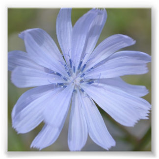 Impression Photo Fleur sauvage bleu