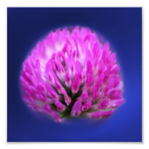 Impression Photo Fleur sauvage Clover rouge 8x8