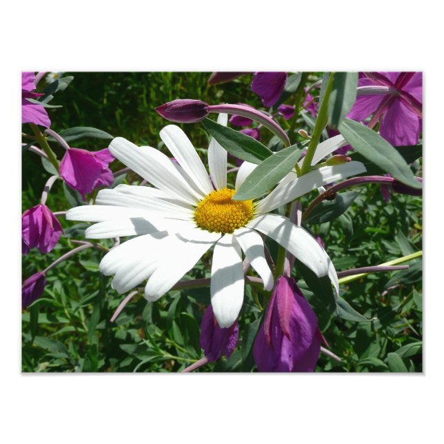 Impression Photo Fleur sauvage Daisy et Fireweed (Devant)