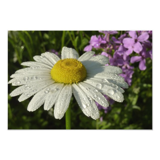 Impression Photo Fleur sauvage Daisy et Summer Lilac (Devant)