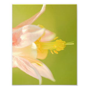Impression Photo Fleur sauvage de colonne orientale Imprimer