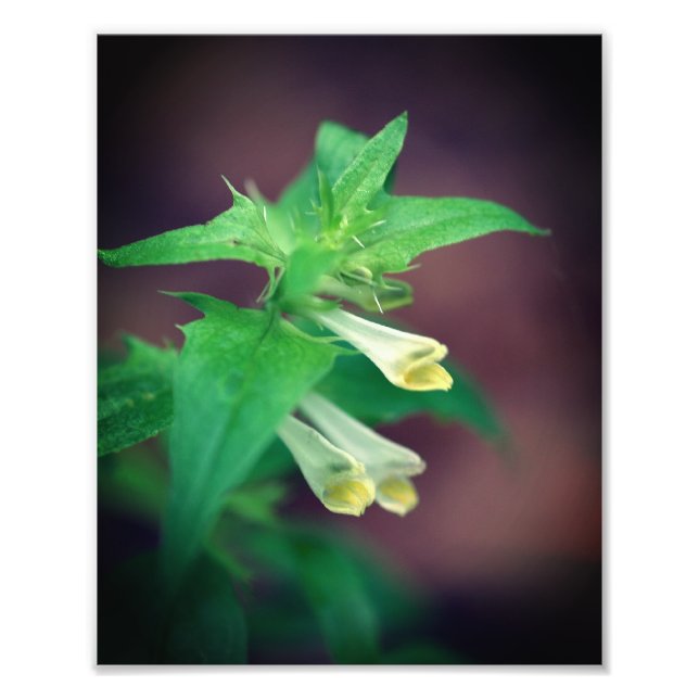 Impression Photo Fleur sauvage en bois blanc mince Gros plan de 8x1 (Devant)