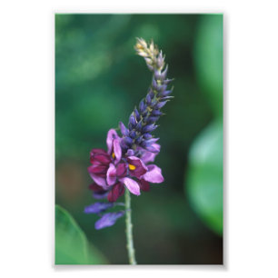 Impression Photo Fleur violette rose sur la floraison Kudzu