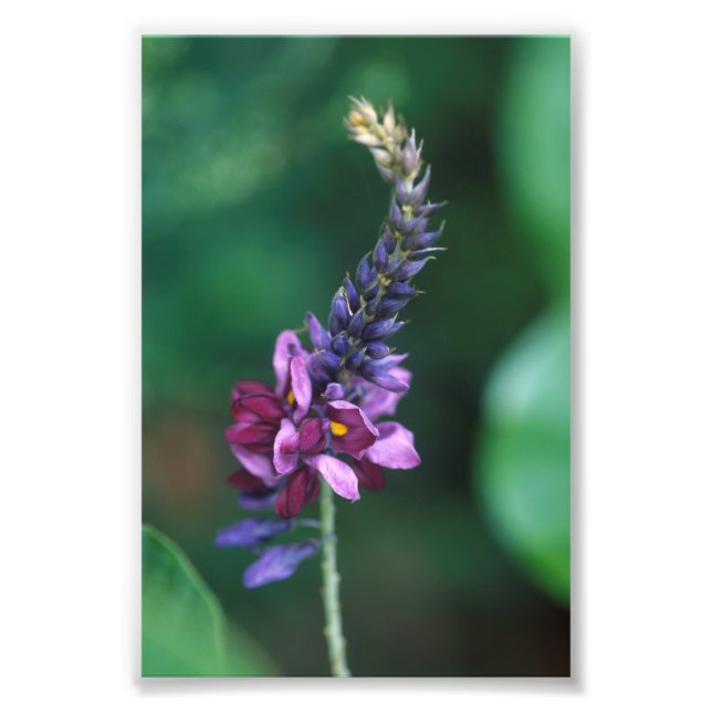Impression Photo Fleur violette rose sur la floraison Kudzu (Devant)