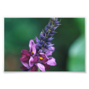 Impression Photo Fleur violette rose sur la floraison Kudzu